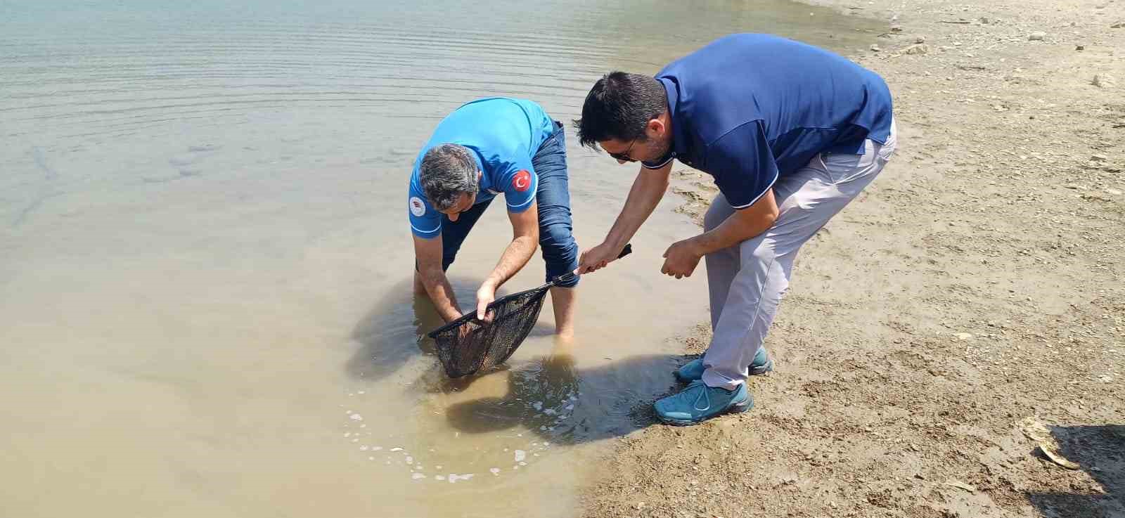 Kilgen Barajı’na 321 bin yavru sazan, baraja bırakıldı 