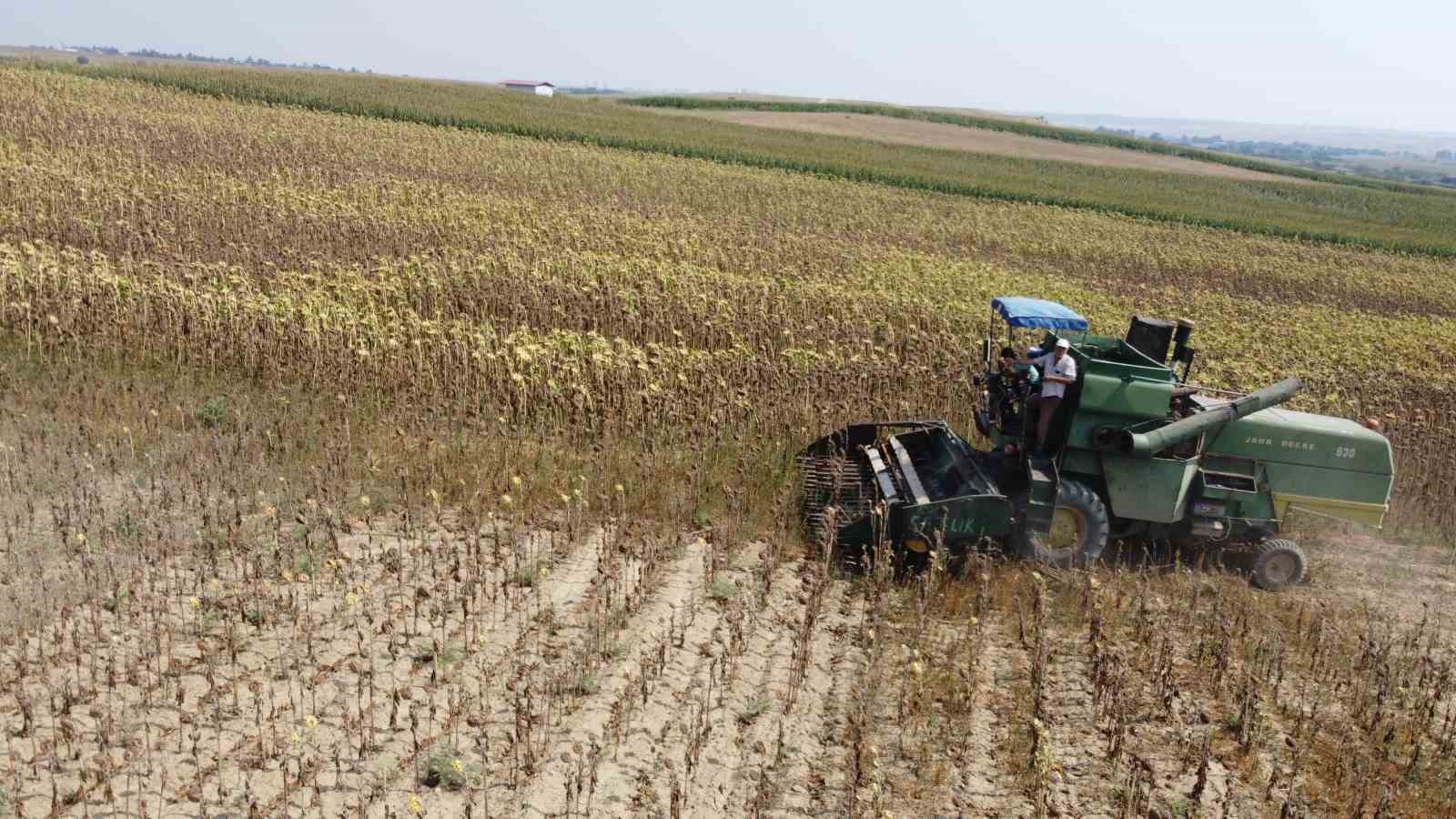 Kuraklık Çukurova’da ayçiçeği hasadını erkene çekti 
