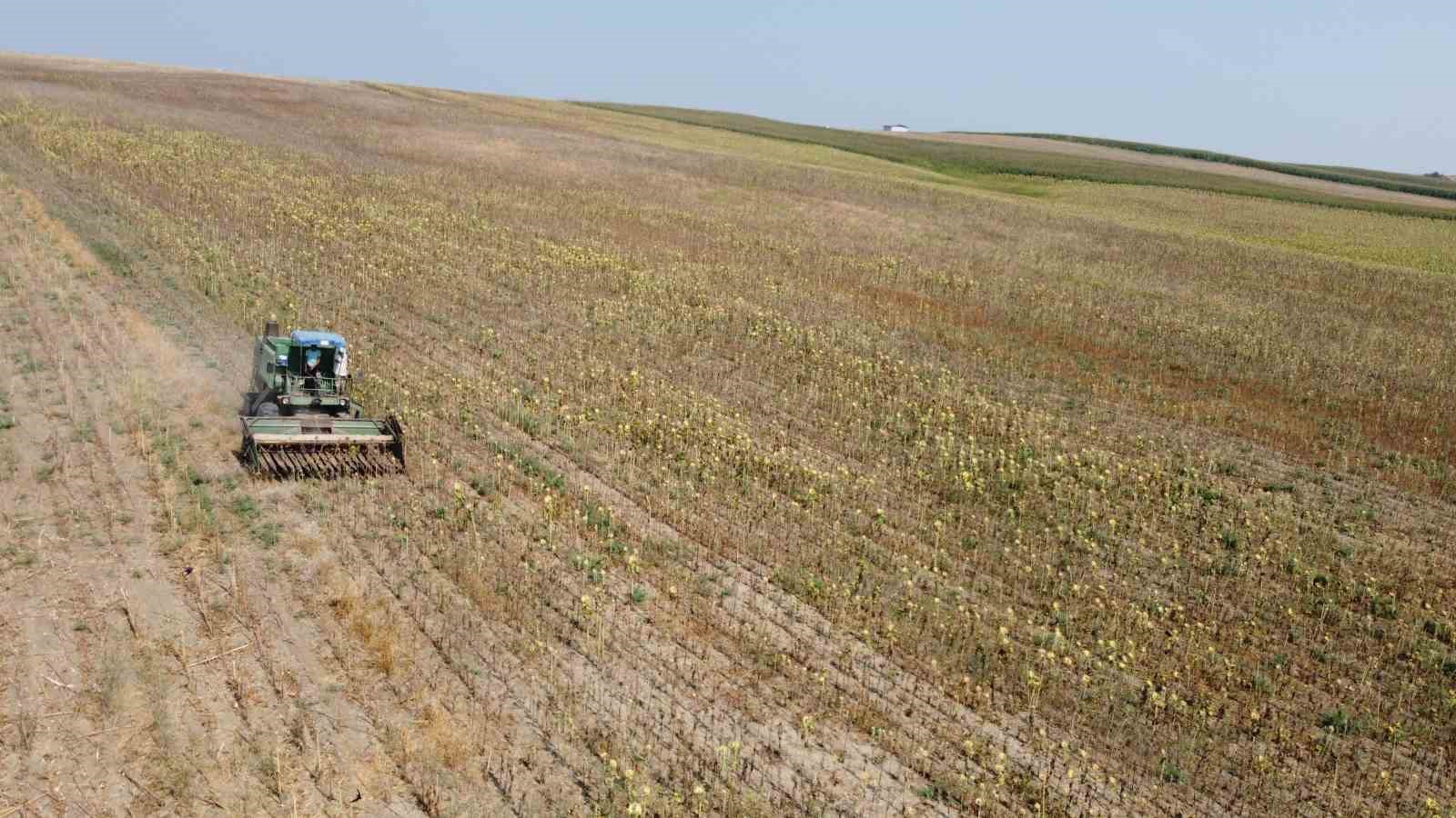 Kuraklık Çukurova’da ayçiçeği hasadını erkene çekti 