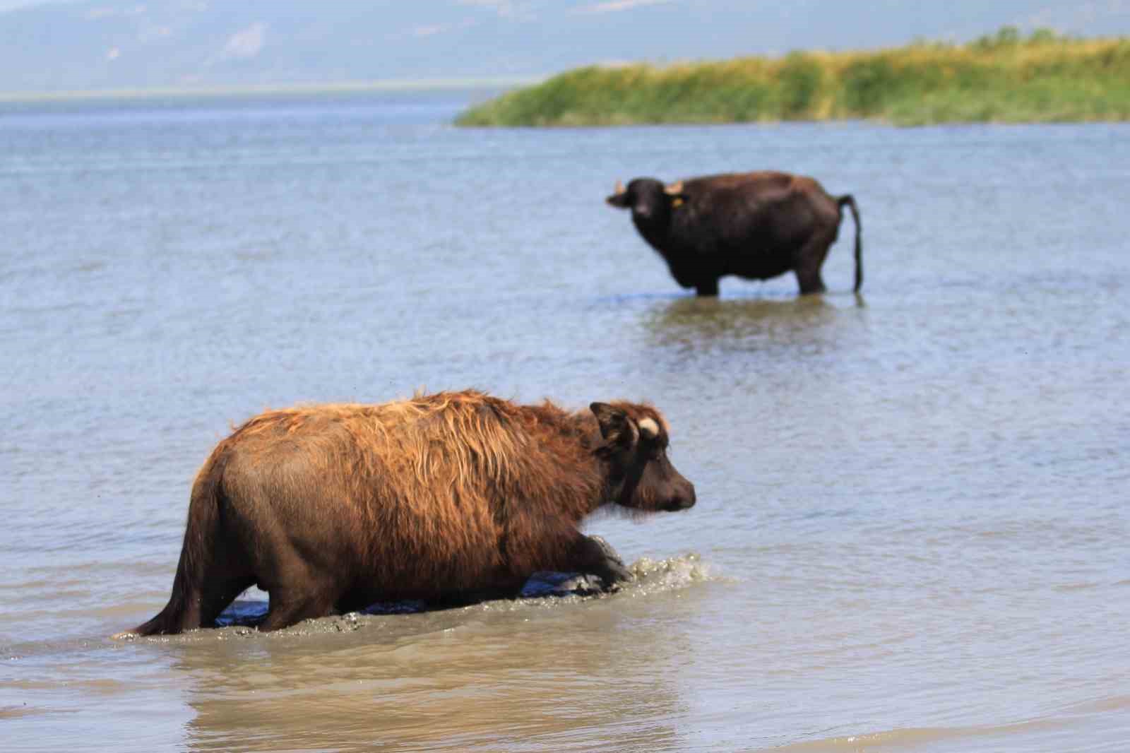 Afrika savanasını andıran görüntüler Bursa’dan 