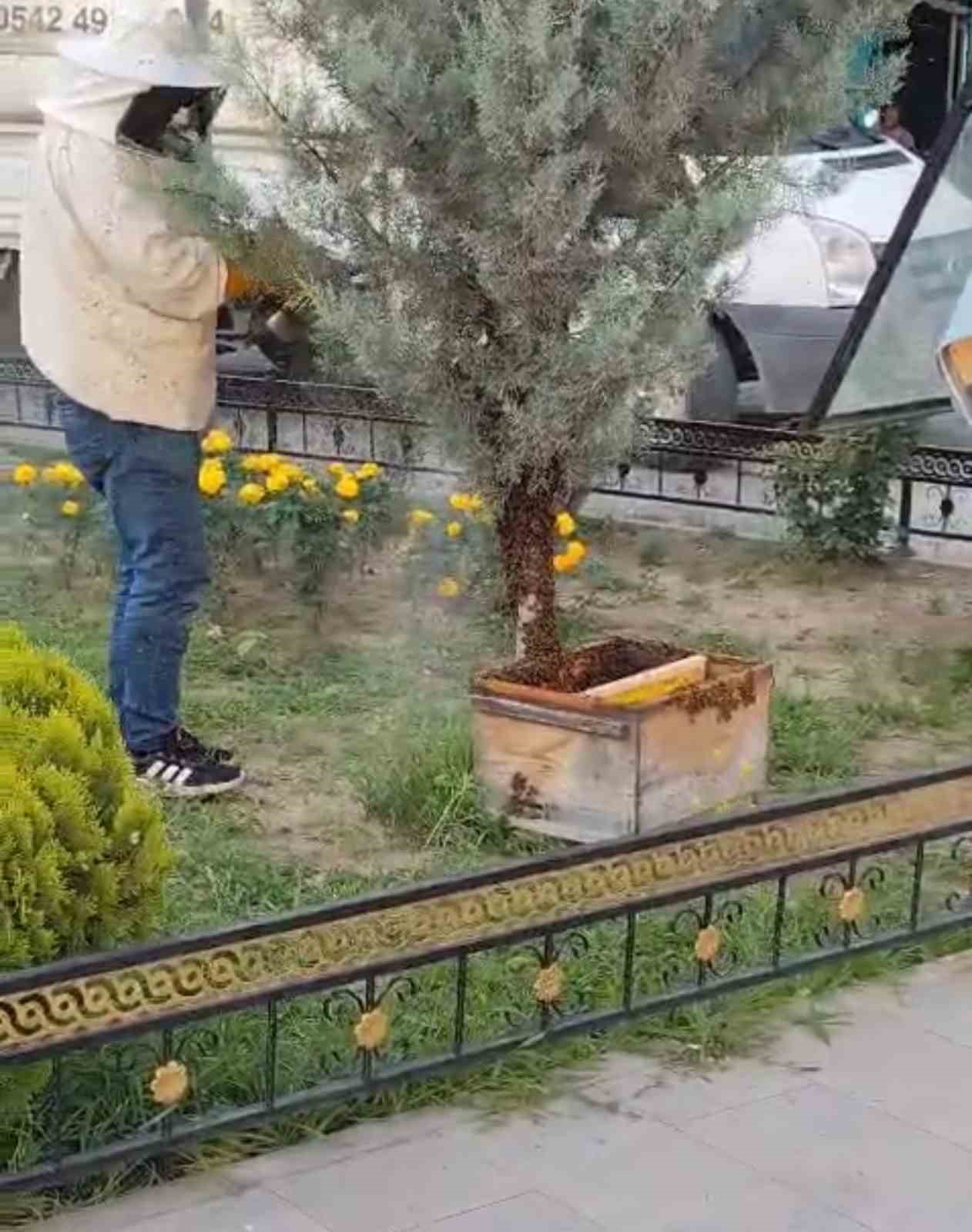 Iğdır’da kraliçe arının peşinden gelen binlerce arı şehir merkezini istila etti 