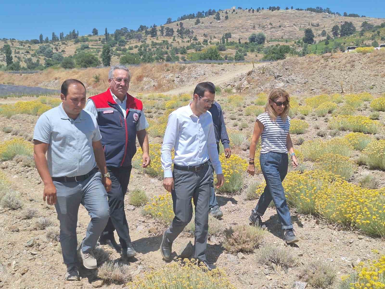 Bozdoğan’da lavanta ve altın otu hasadı yapıldı 