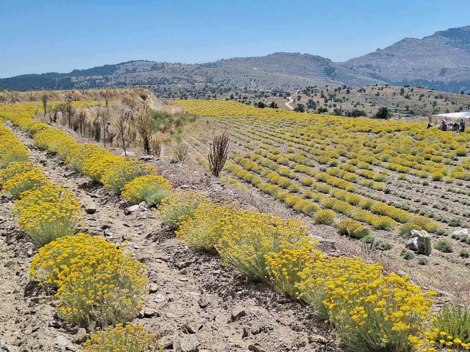 Bozdoğan’da lavanta ve altın otu hasadı yapıldı 