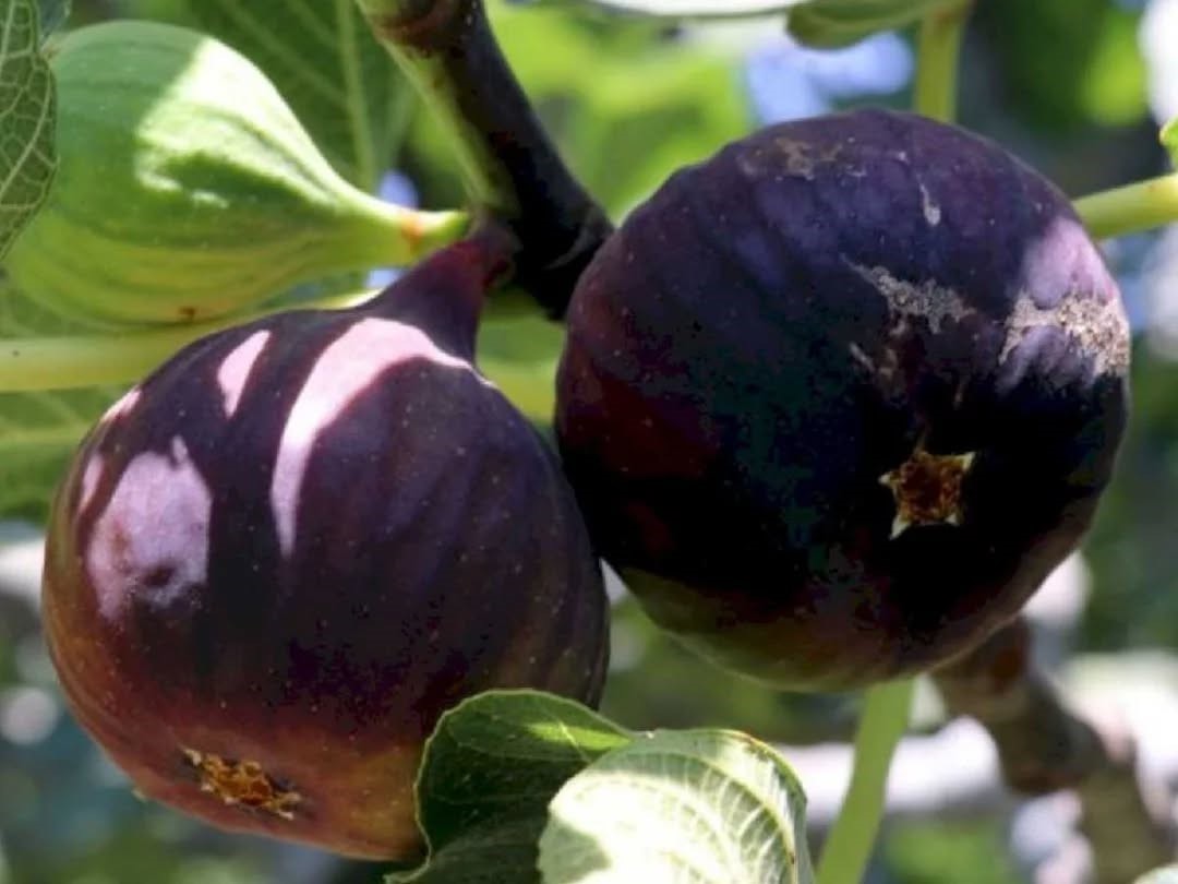 İncirde hasat ve ihracat tarihi belli oldu 