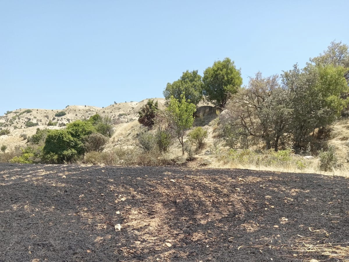 Tunceli’de 34 dönüm arpa yangında kül oldu 
