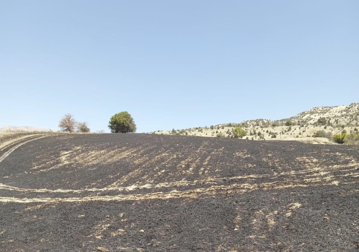 Tunceli’de 34 dönüm arpa yangında kül oldu 