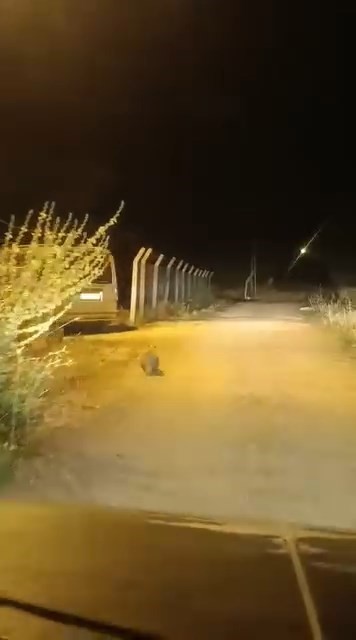 Elazığ’da kırmızı listede bulunan porsuk görüldü