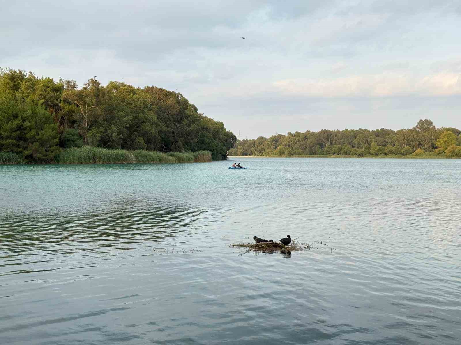 Karabatak su üzerine çalı ve ot taşıyarak yuva yaptı 