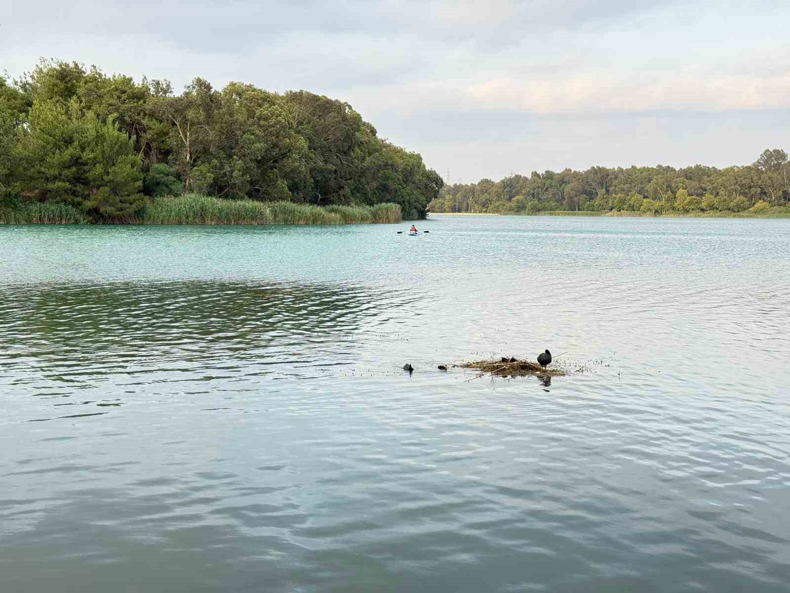 Karabatak su üzerine çalı ve ot taşıyarak yuva yaptı 