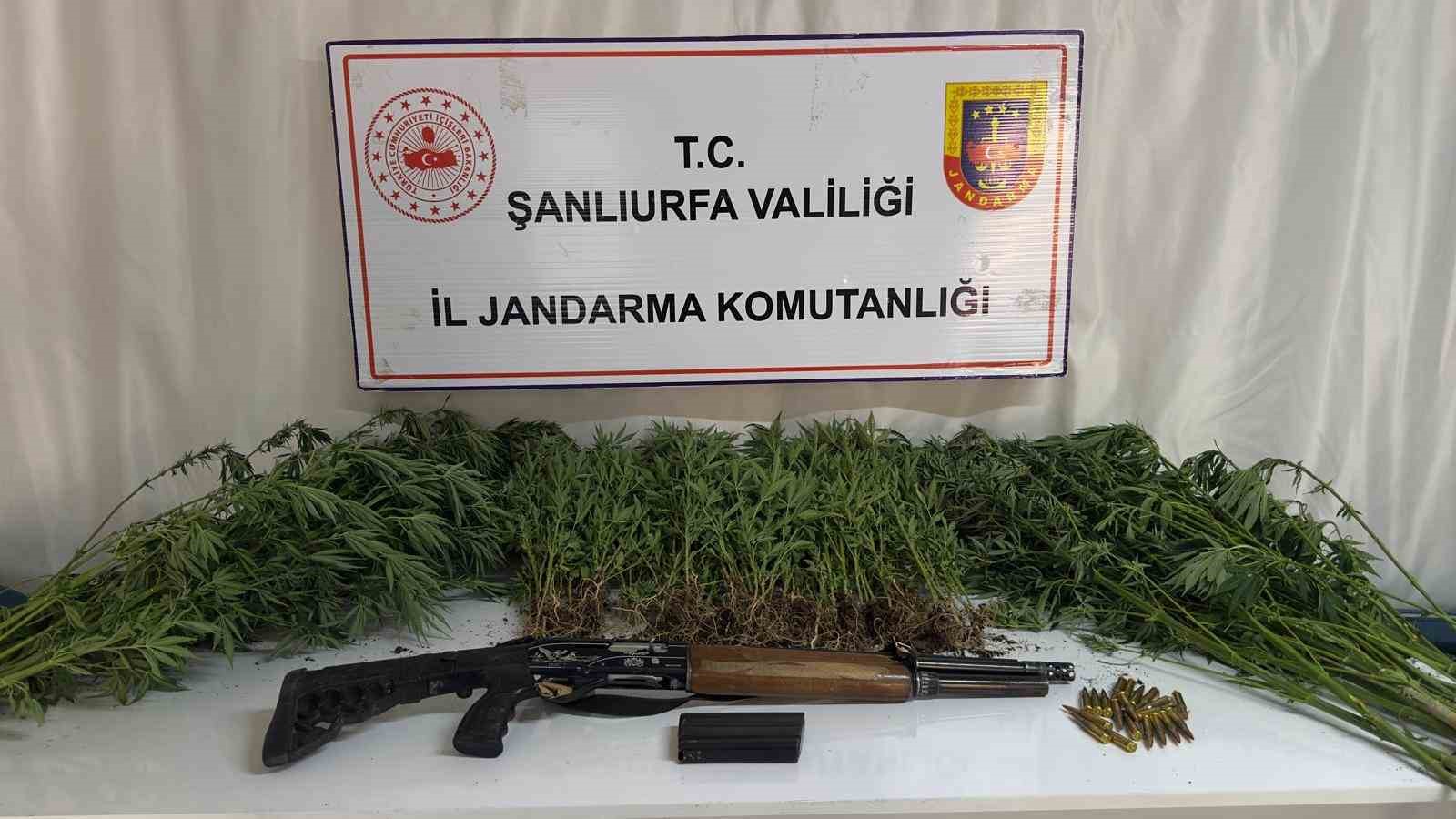 Şanlıurfa’da jandarmadan uyuşturucu operasyonu 