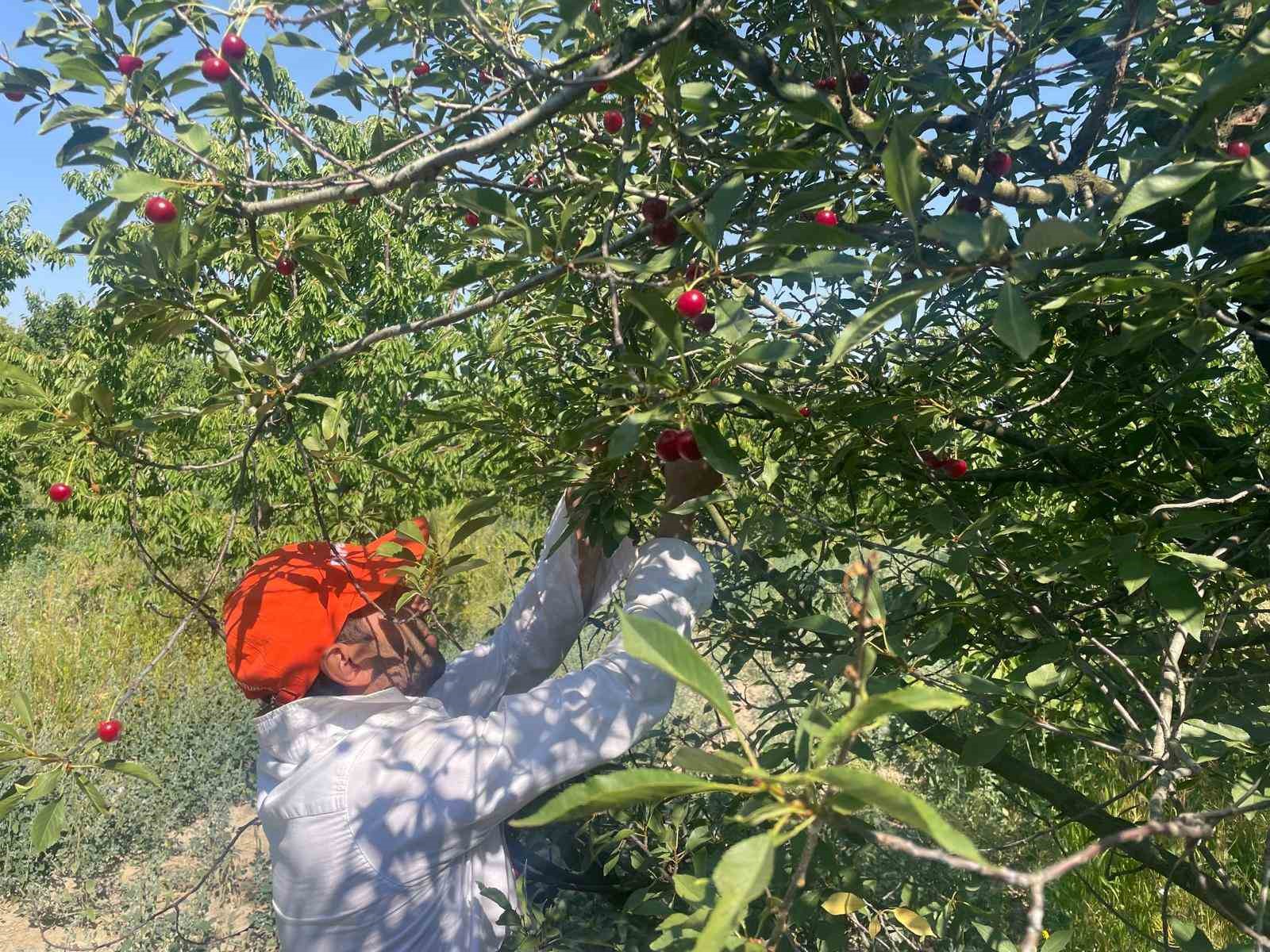 Meyve suyu ve reçel fabrikaları vişnede beklenen kaliteli ürün gelmeyince fiyatı düşürdü 