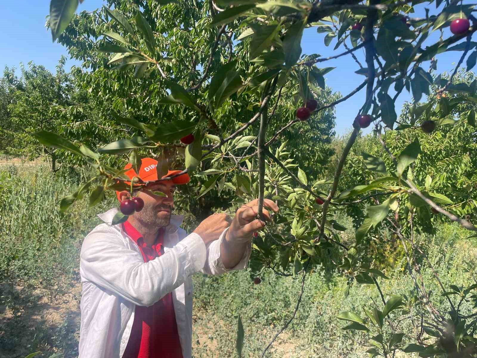 Meyve suyu ve reçel fabrikaları vişnede beklenen kaliteli ürün gelmeyince fiyatı düşürdü 