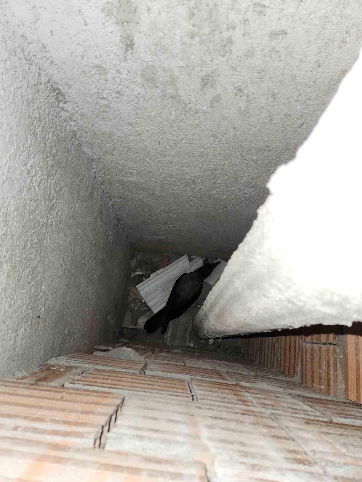 Havalandırma boşluğuna düşen kargayı vatandaş kurtardı 