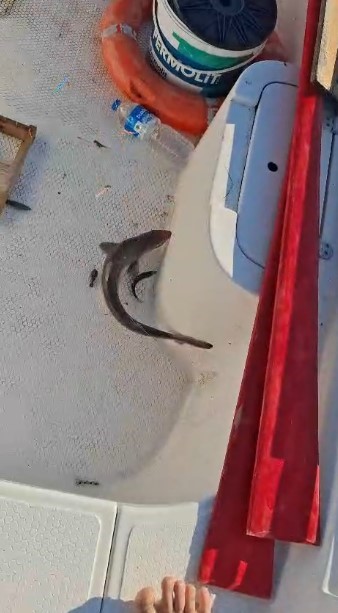 Gençlerin oltasına yavru köpekbalığı takıldı 