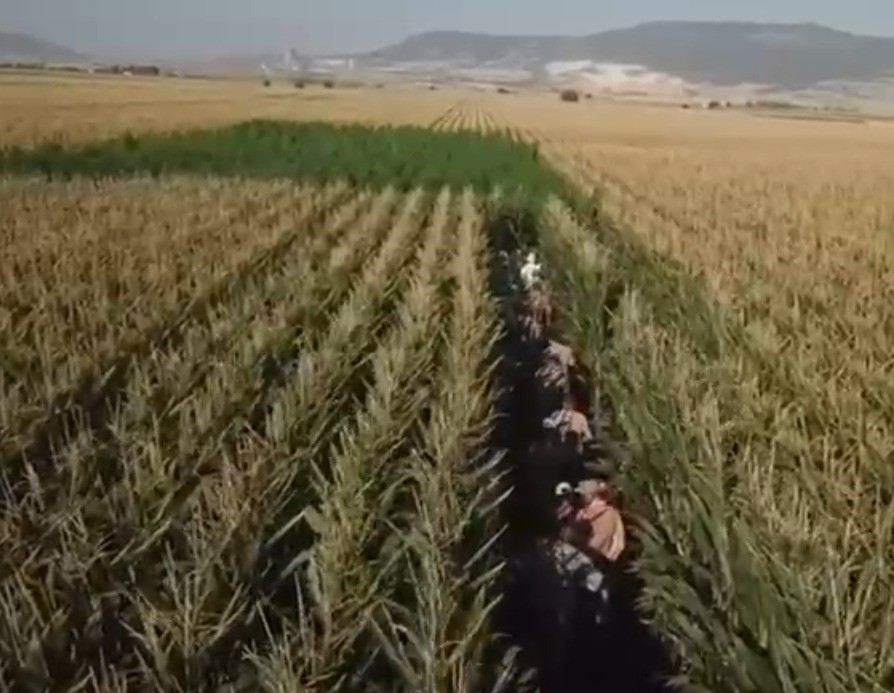 Mısır tarlasında ele geçirilen 45 bin kök kenevire 4 tutuklama 