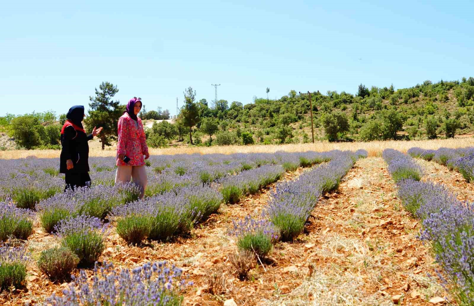 Emekli olup döndüğü köyünde lavantadan sonra salep yetiştirmeyi hedeliyor 