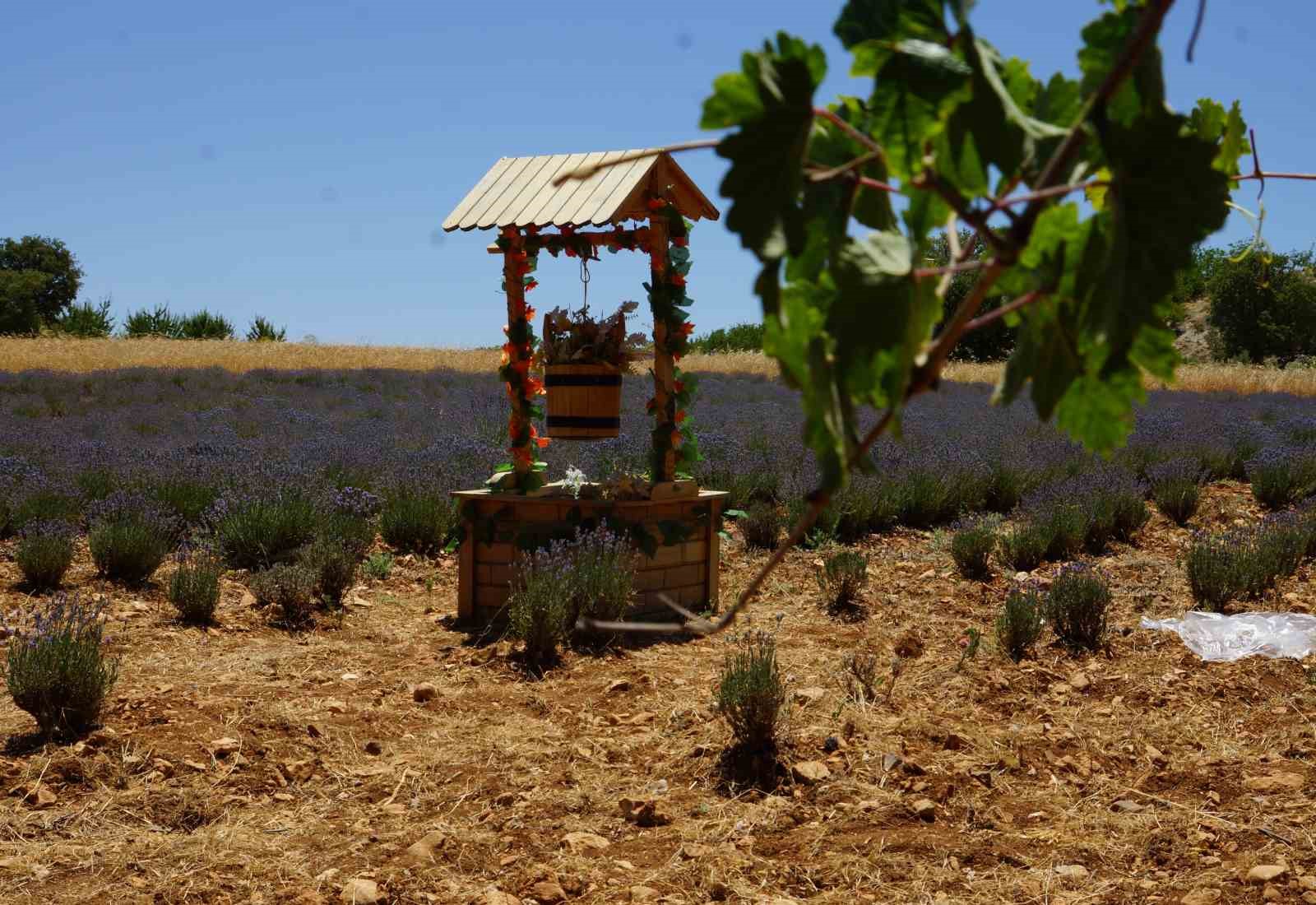 Emekli olup döndüğü köyünde lavantadan sonra salep yetiştirmeyi hedeliyor 