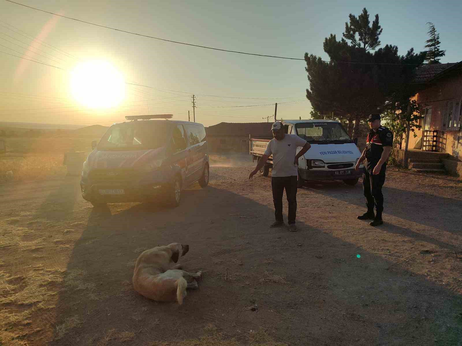 Başıboş köpek küçük çocuğu yaraladı, köpek barınağa götürüldü 