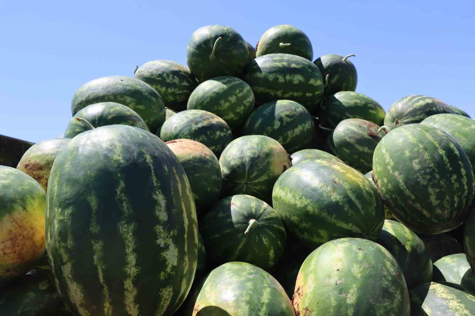 Türkiye’nin en lezzetli karpuzlarından biri Şanlıurfa’da yetişiyor 