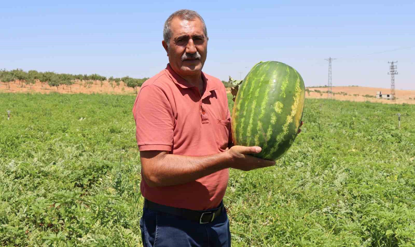 Türkiye’nin en lezzetli karpuzlarından biri Şanlıurfa’da yetişiyor 