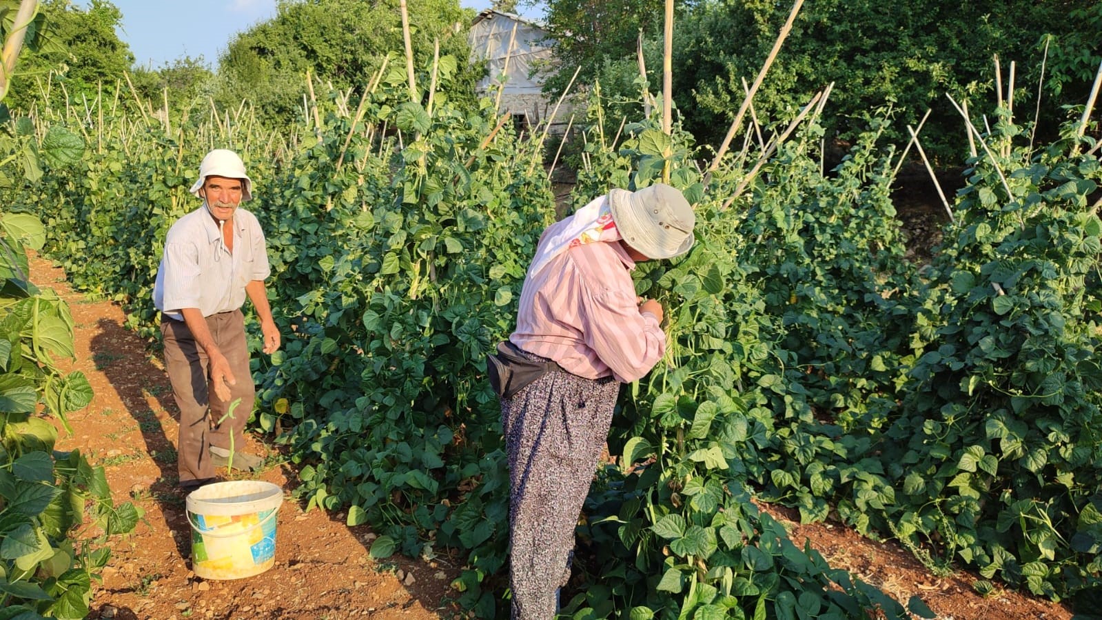 Meşhur Çameli sırık fasulyesinde hasat zamanı 