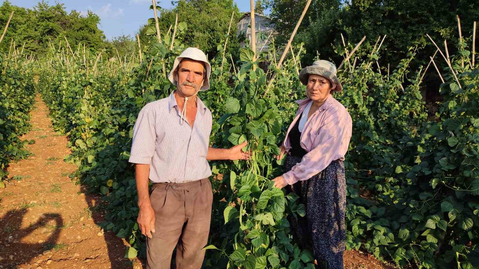 Meşhur Çameli sırık fasulyesinde hasat zamanı 