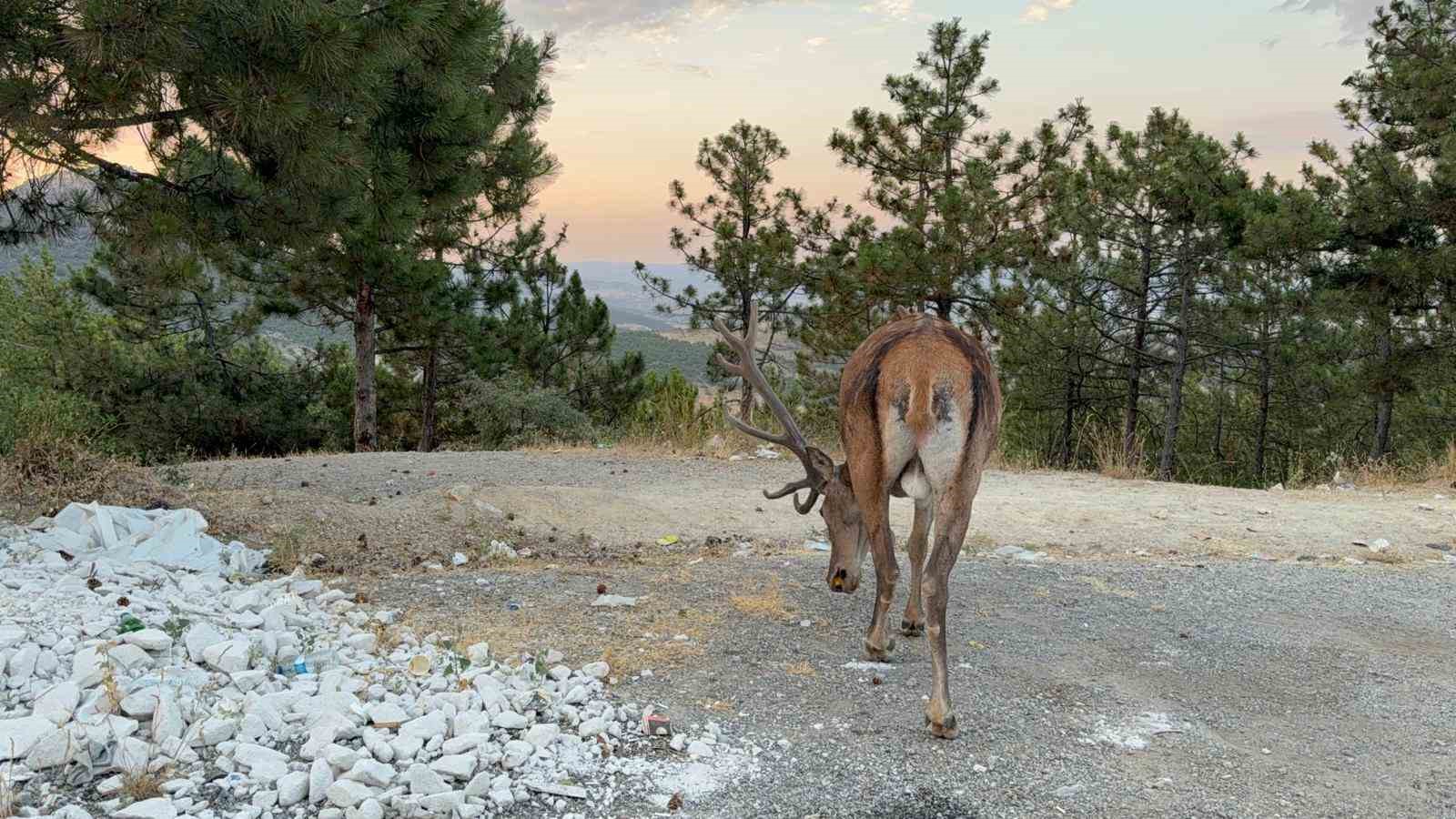 Geyik doğal yaşam alanı yerine karayolu kenarında yaşamaya başladı 
