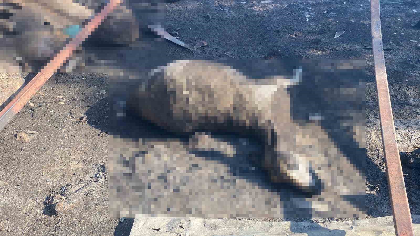 Çanakkale’de çıkan orman yangınında damlar yandı, hayvanlar telef oldu 