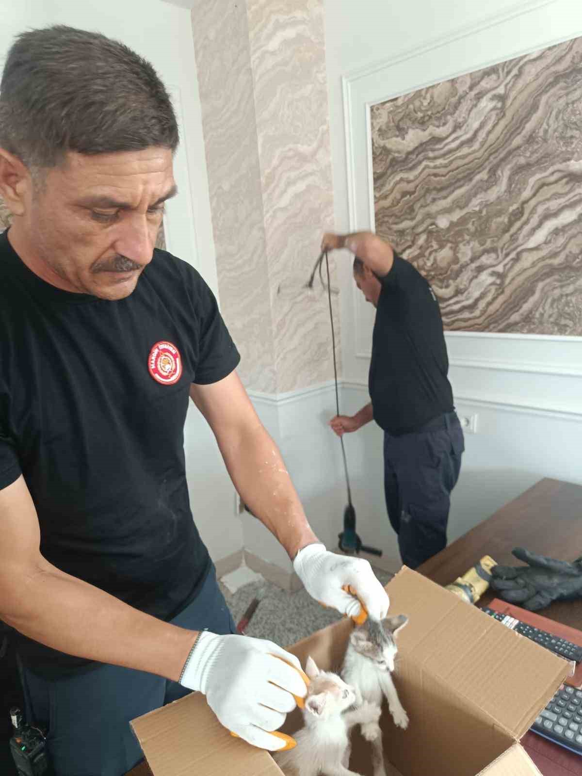 Mardin’de havalandırma boşluğuna düşen yavru kediler kurtarıldı 