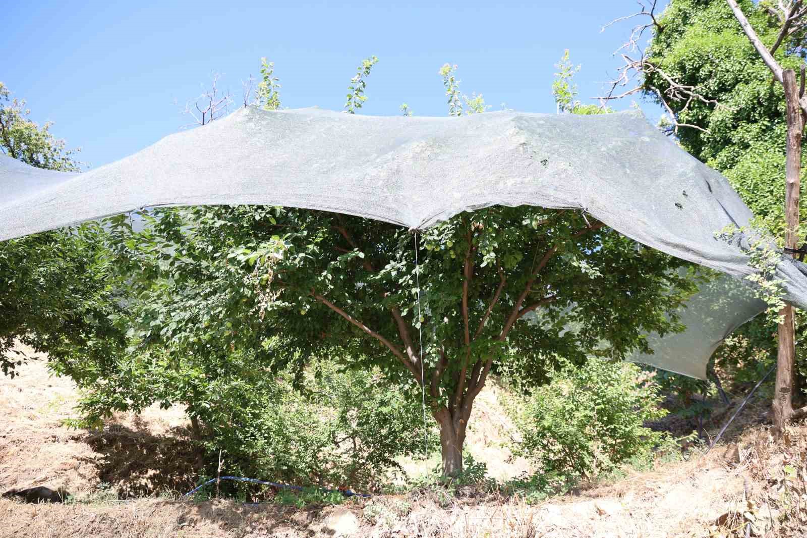 Geçen yıl toplanmayan meyveler bu yıl kıt olunca koruma altına alındı 