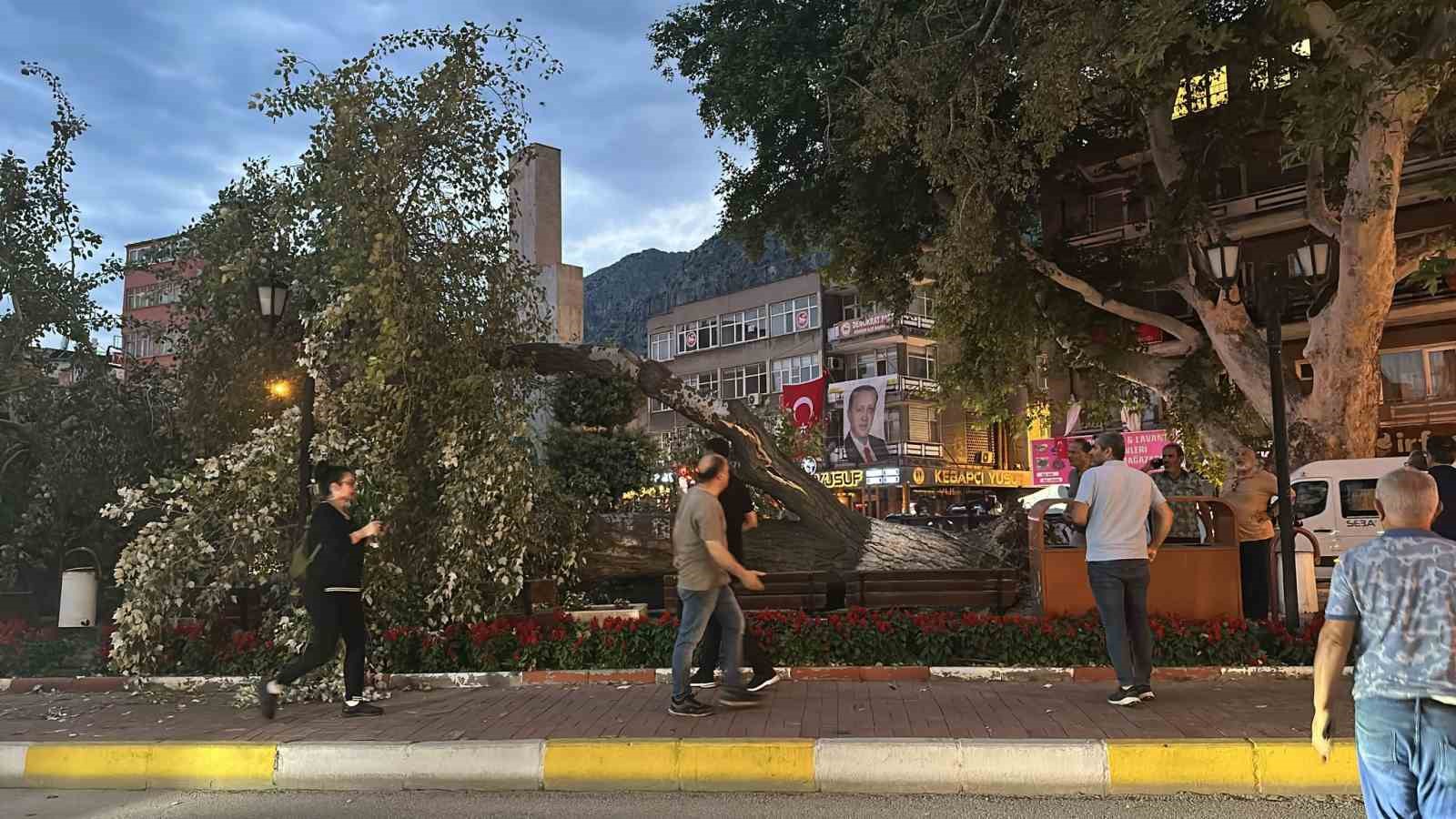 457 yıllık anıt ağacı Akkavak kökünden devrildi, facianın eşiğinden dönüldü 