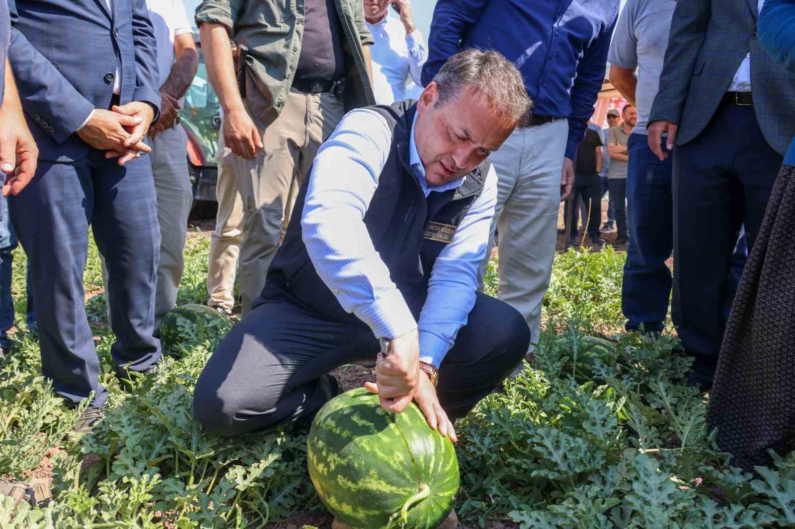 Tescilli Osmaneli karpuzunda hasat zamanı 