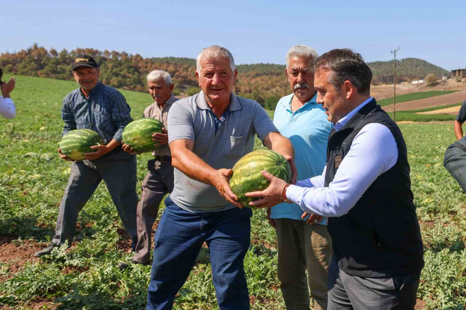 Tescilli Osmaneli karpuzunda hasat zamanı 