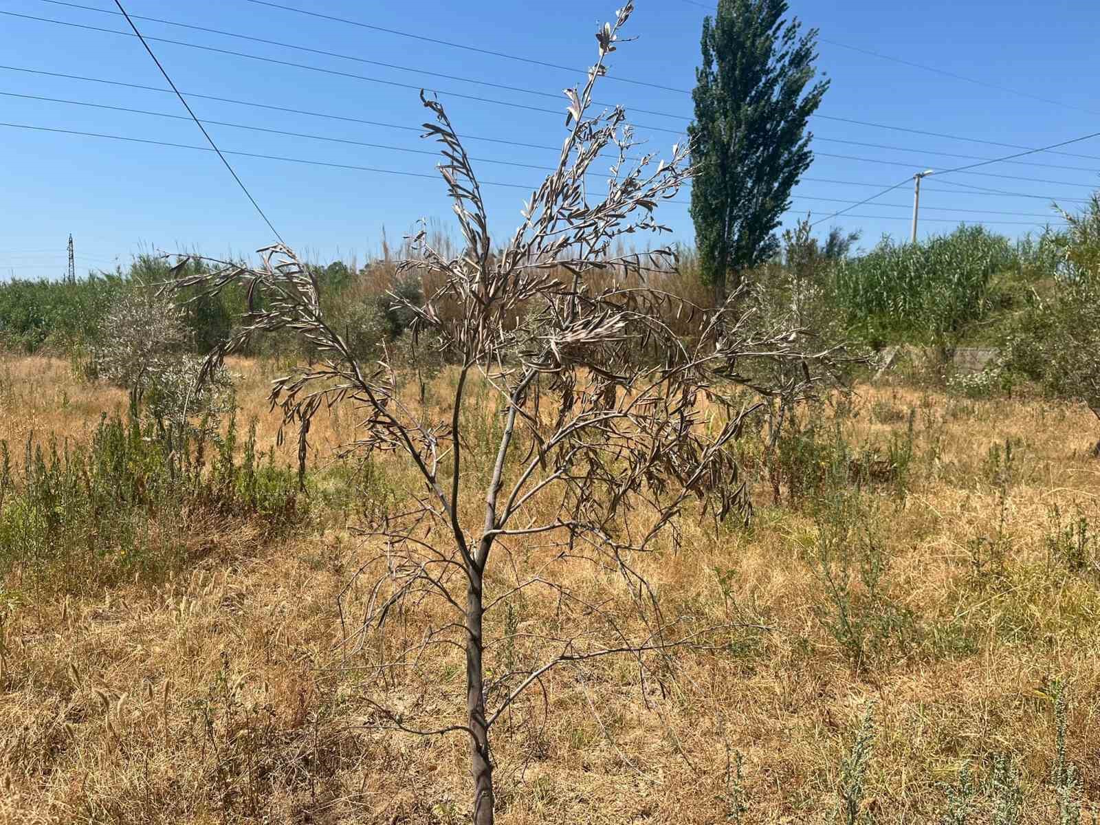 İkizdere Barajı’ndan su bırakılmadı, ağaçlar kurudu 