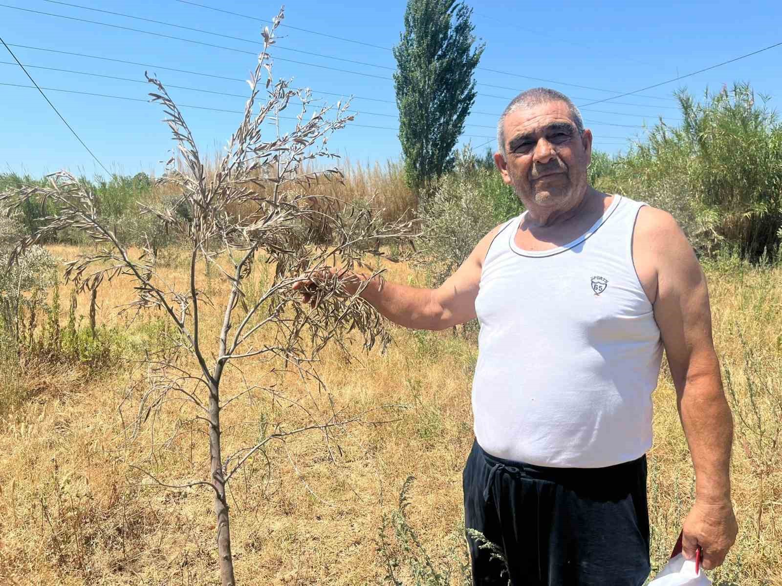 İkizdere Barajı’ndan su bırakılmadı, ağaçlar kurudu 