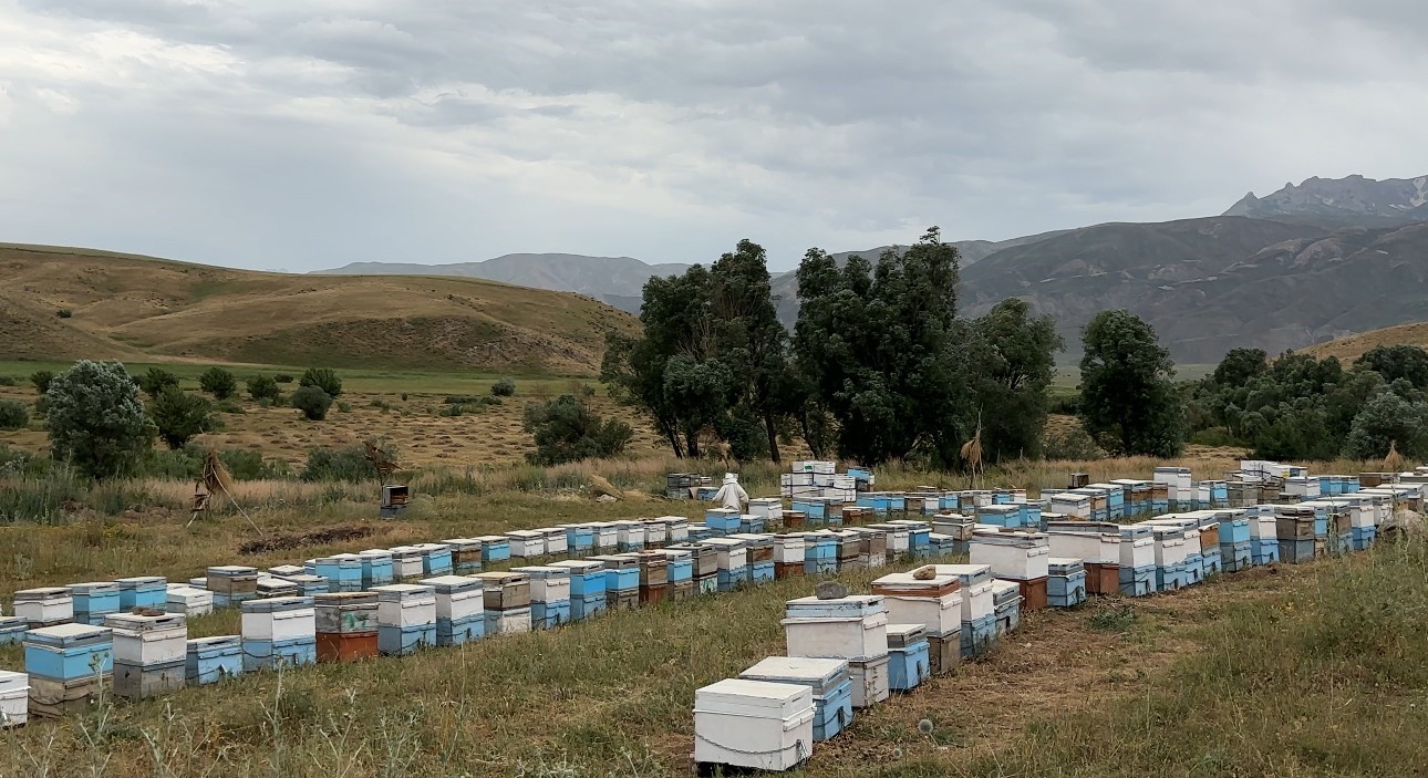 Cilo Dağı eteklerinde bal üretimi 