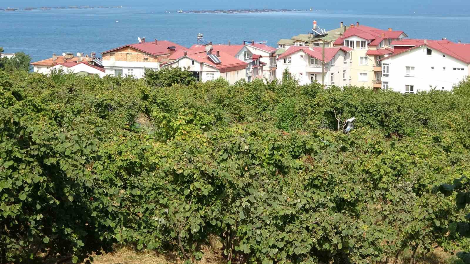 Fındıkta ‘erken hasat yapılmaması’ uyarısı 