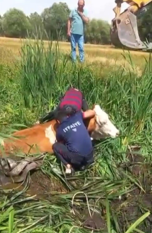 Bataklığa saplanan iki büyükbaş hayvanı itfaiye kurtardı 