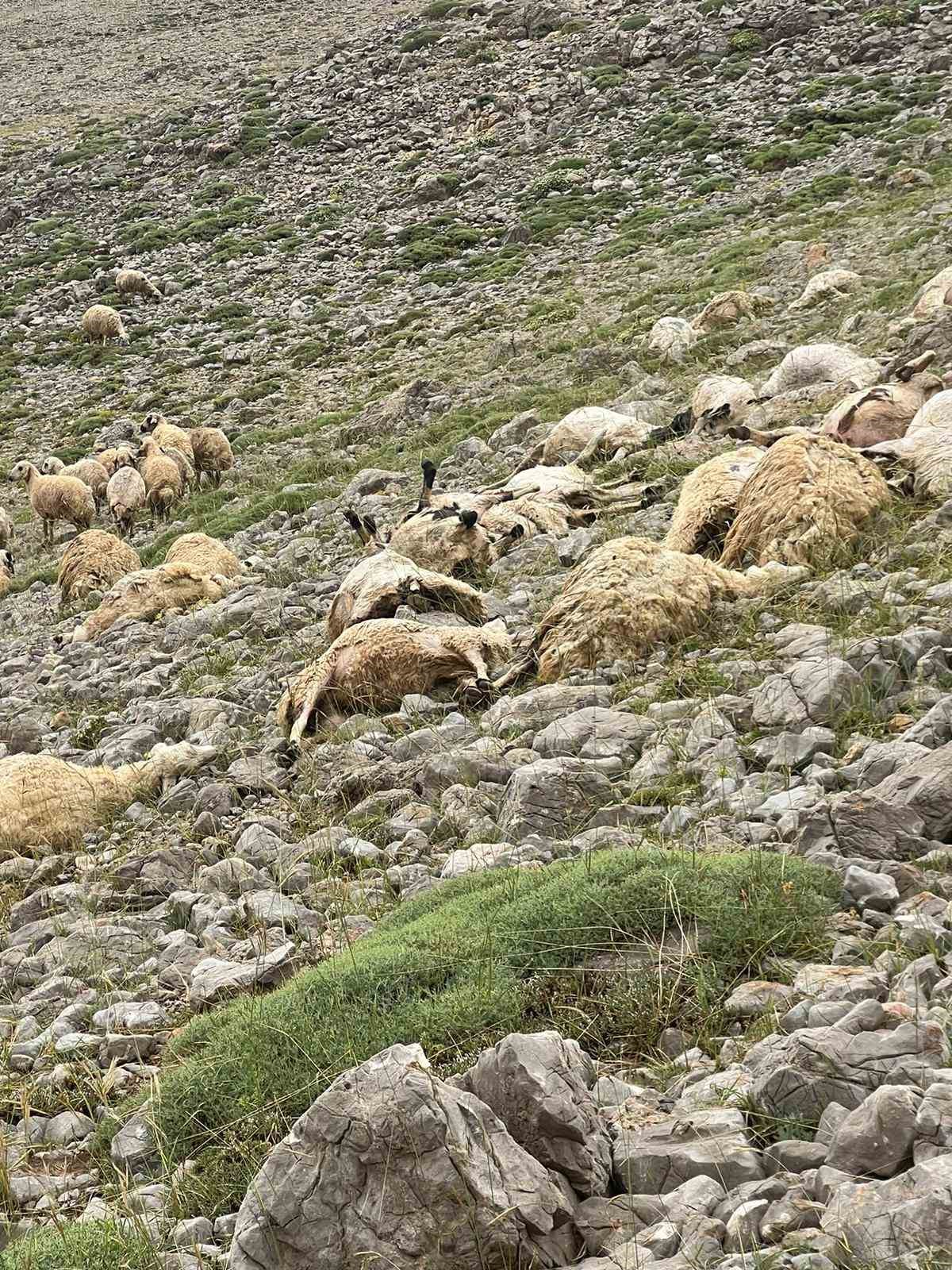 Tunceli’de yıldırım isabet eden 200 koyun telef oldu 