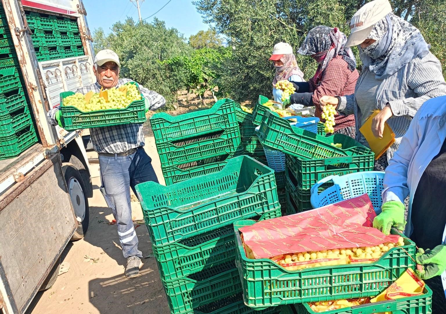 Bağlarda üzüm sezonu heyecanı başladı 