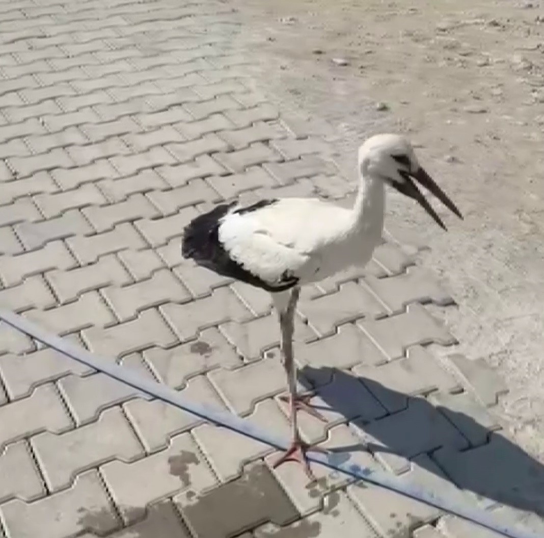 Adıyaman’da sıcaktan bayılan leyleği köylüler kurtardı 