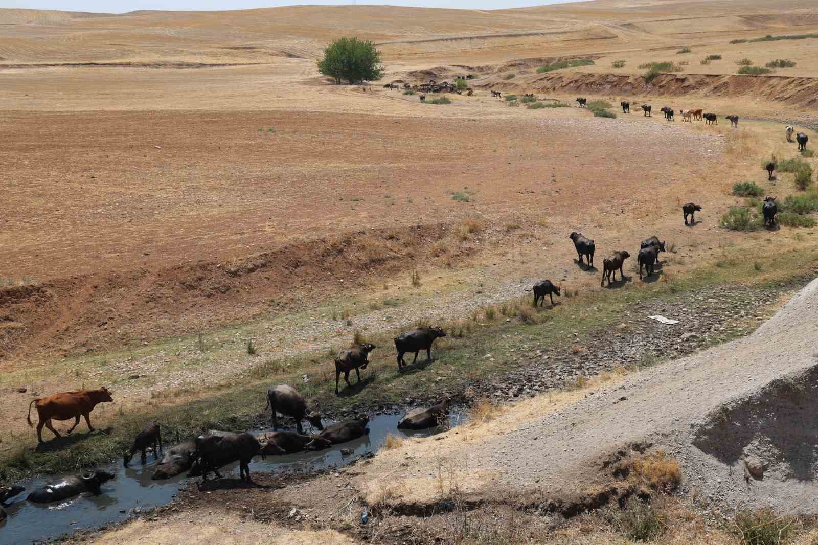 Diyarbakır’da mandaların su banyosu dronla görüntülendi 