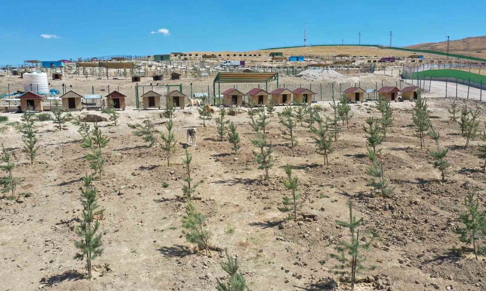Van Büyükşehir Belediyesi doğal yaşam alanına 20 bin ağaç dikti 
