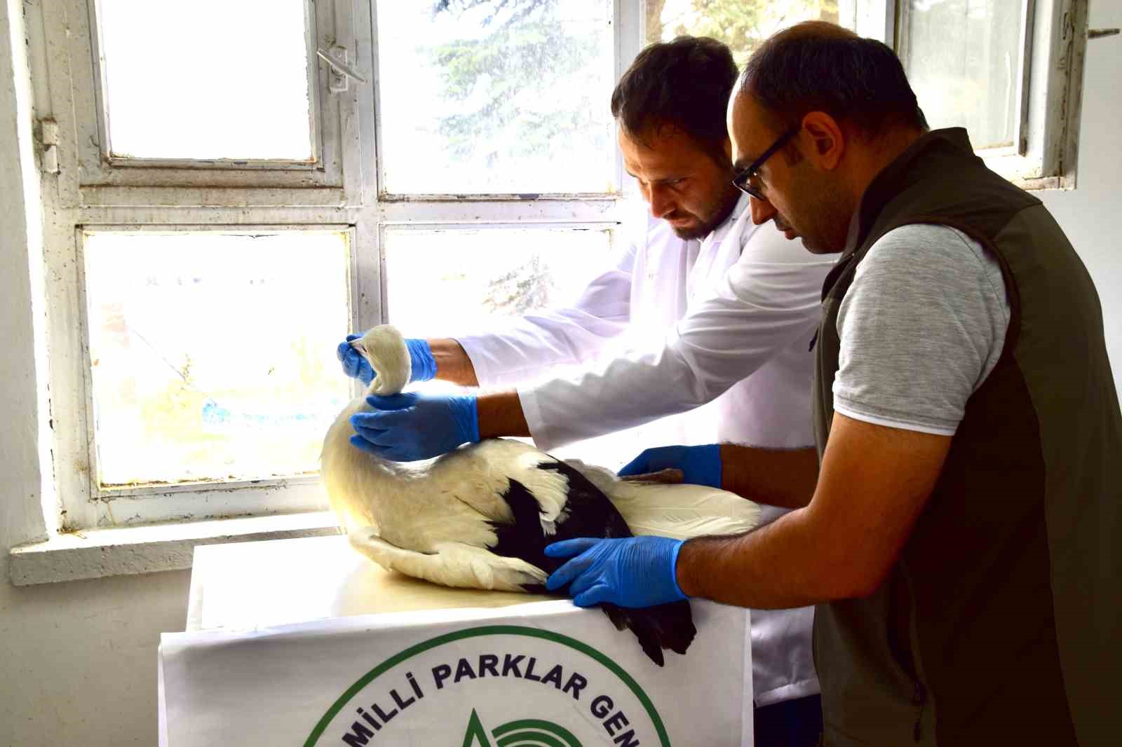 İlk uçuşunda yere çakılan yavru leylek, koruma altına alındı 