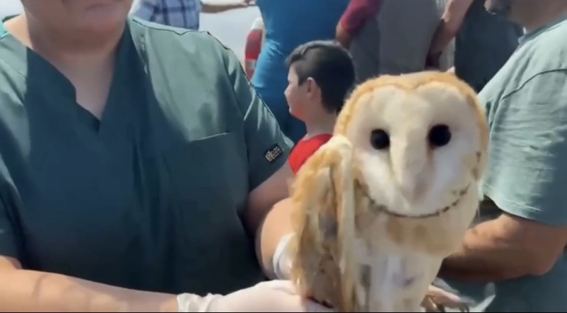 Tedavileri tamamlanan 11 yabani kuş doğaya salındı 