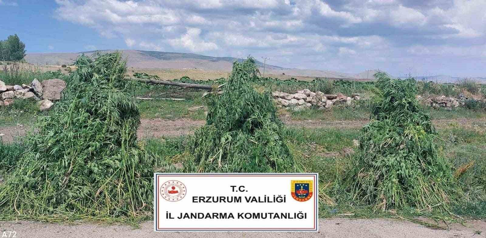 Erzurum’da 401 bin 676 kök kenevir imha edildi