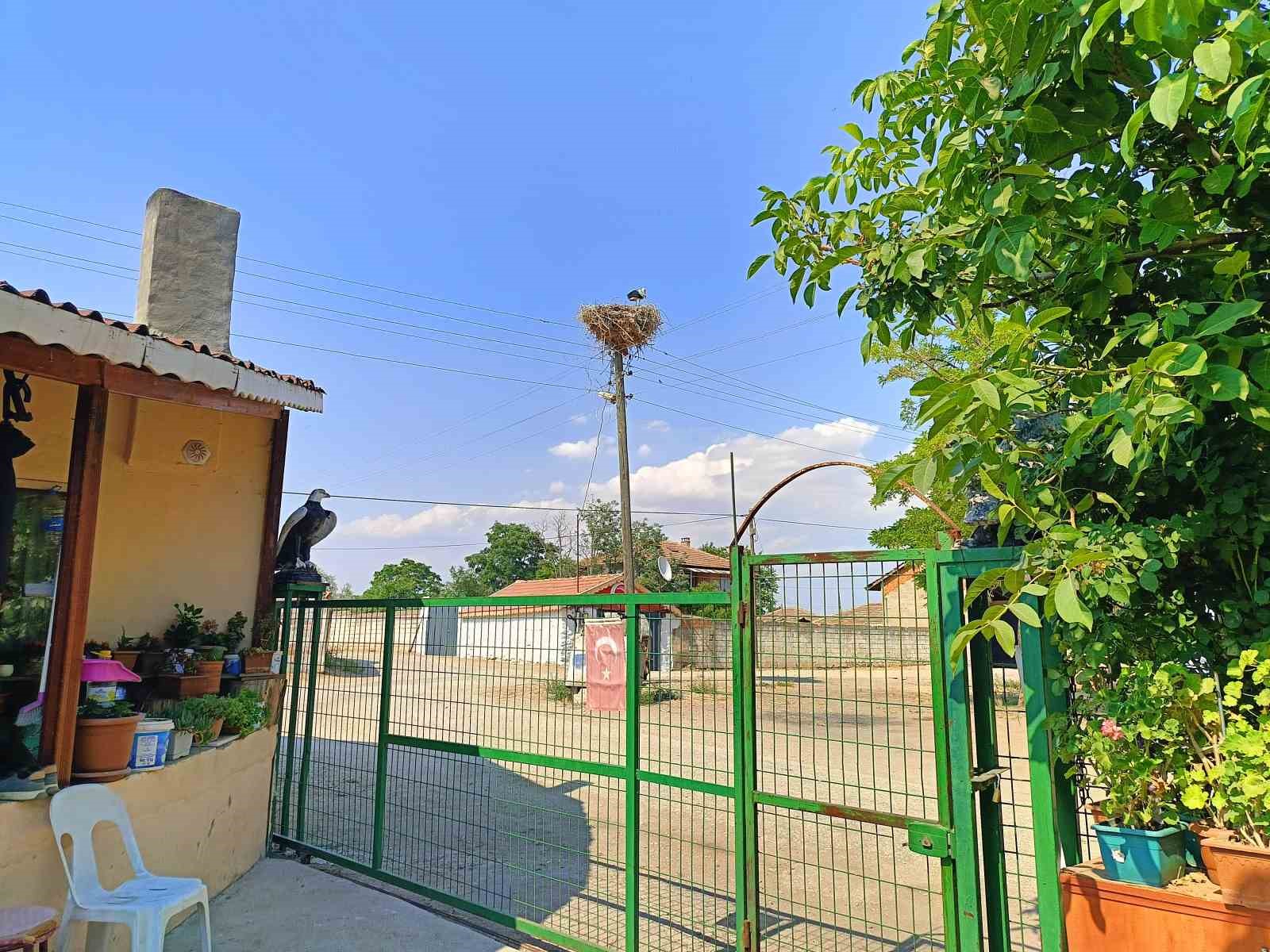 Anne şevkatiyle yaralı leyleğe sahip çıktı 