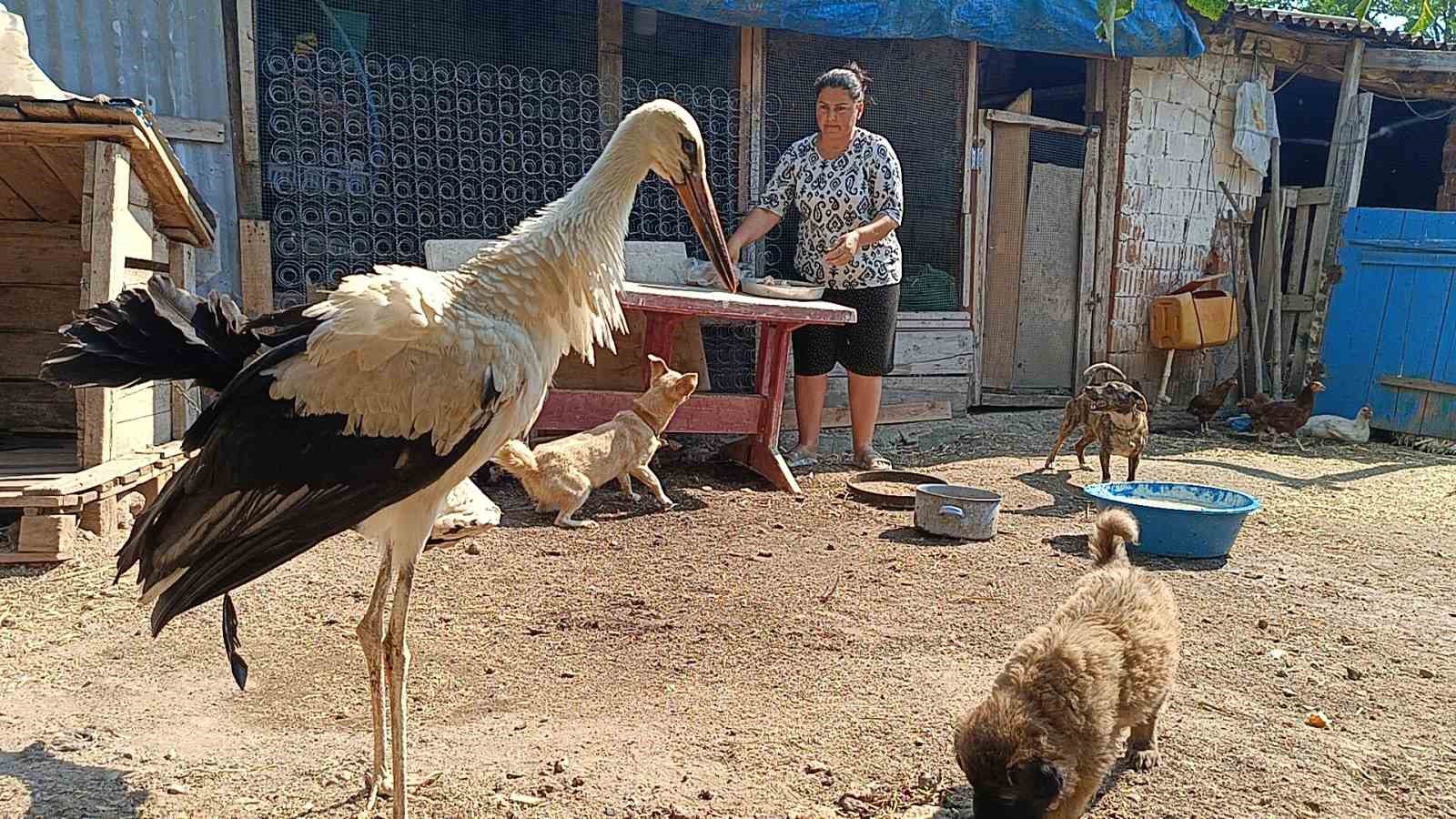 Anne şevkatiyle yaralı leyleğe sahip çıktı 