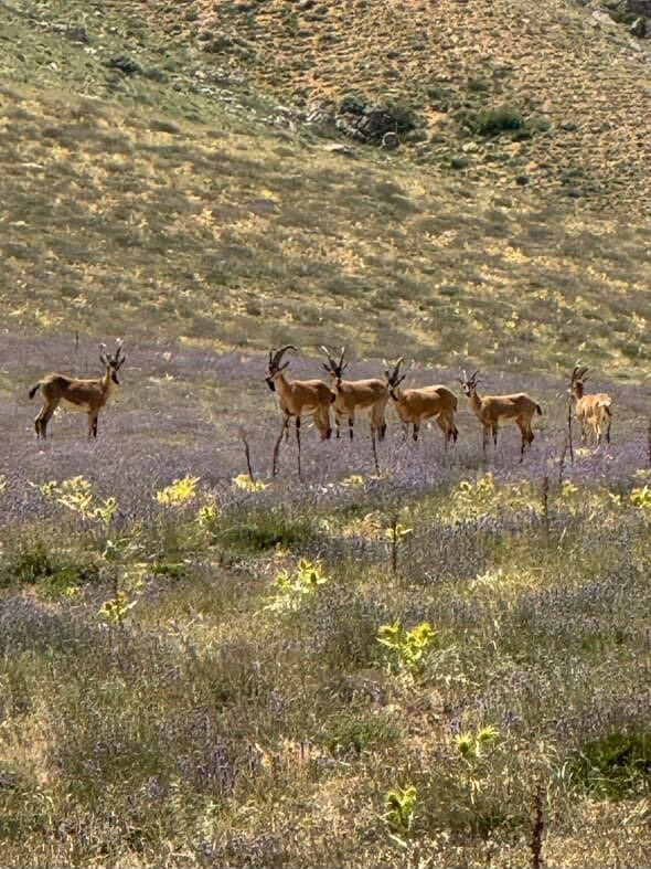 Dağların eşsiz tırmanıcıları bozkırda poz verdi 
