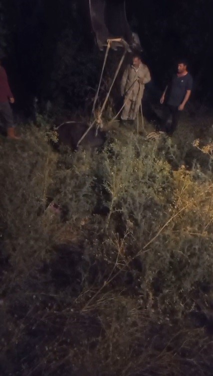 Kars’ta kayalıktan düşen inek kurtarıldı 
